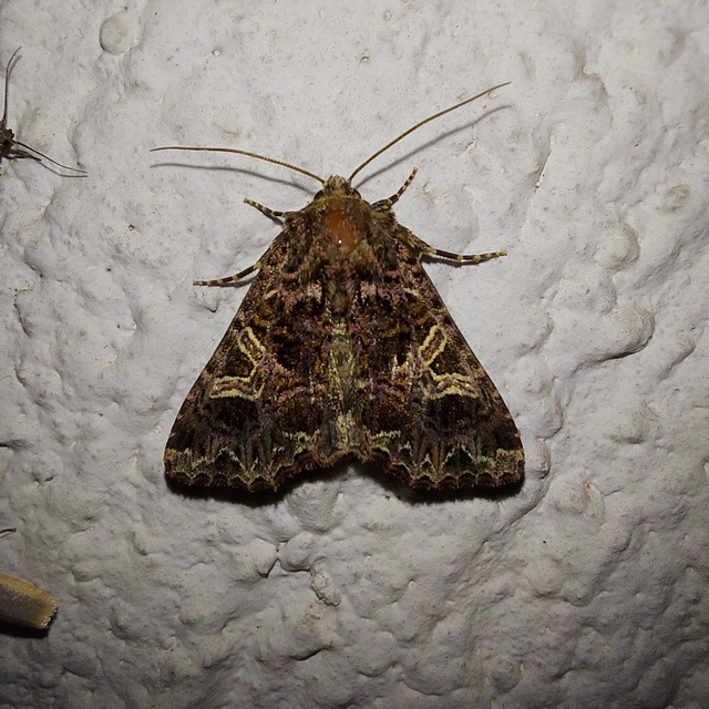Sideridis rivularis - vörhenyes szegfűbagoly