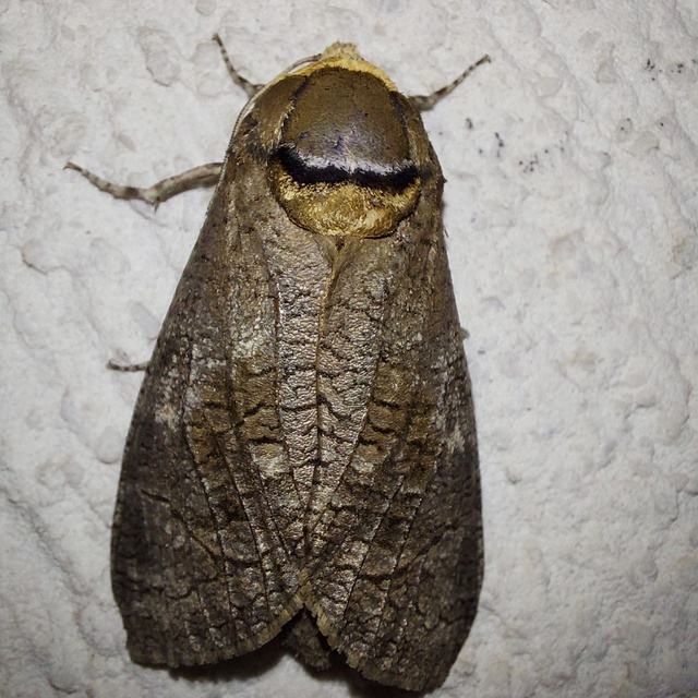 Cossus cossus - fűzfarontólepke