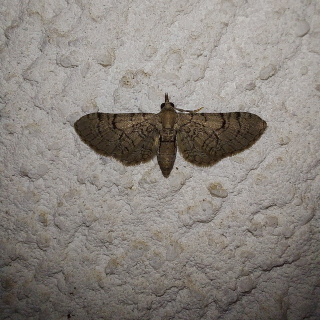 Eupithecia silenicolata - habszegfű-törpearaszoló