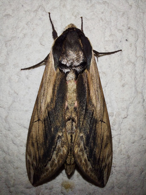 Sphinx ligustri - fagyalszender