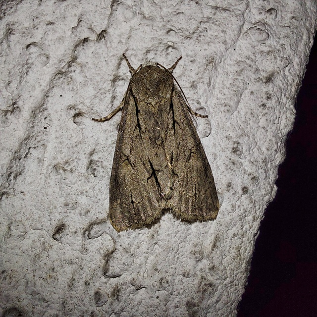 Acronicta cuspis/tridens/psi