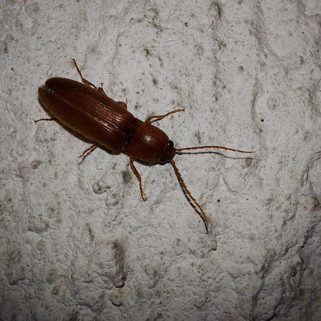 Stenagostus rufus - nagy pattanó