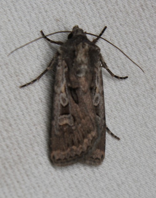 Euxoa tritici/nigrofusca/eruta