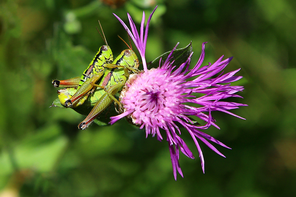 Pseudopodisma nagyi - Nagy-hegyisáska