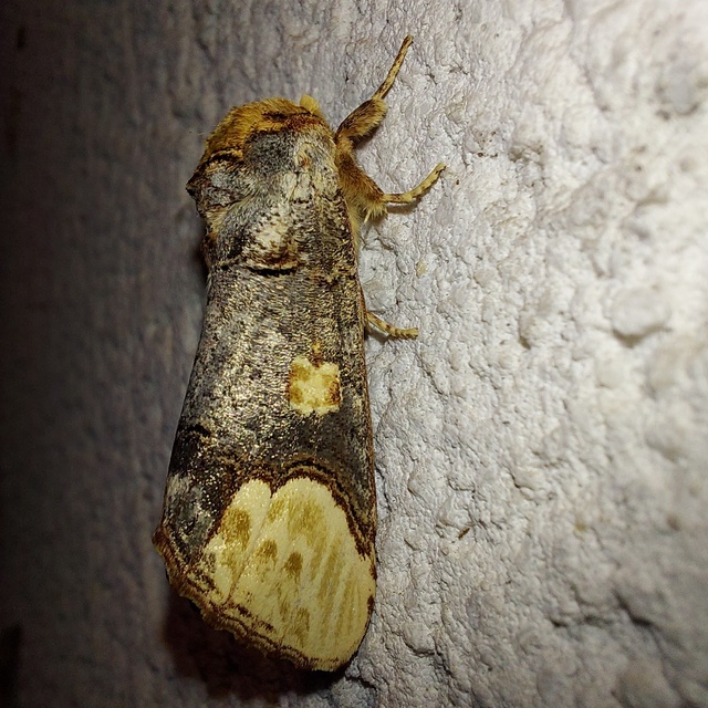 Phalera bucephaloides - magyar púposszövő