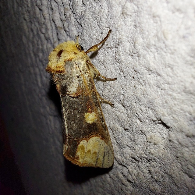Phalera bucephaloides - magyar púposszövő