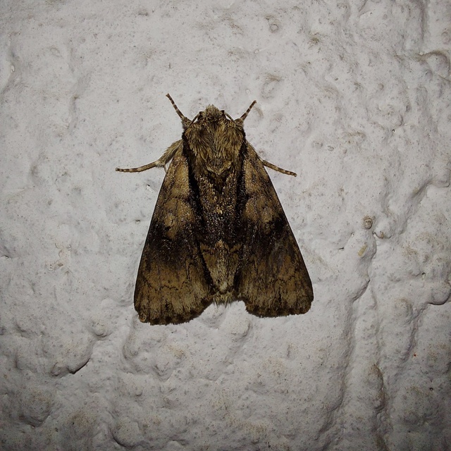 Acronicta alni - éger-szigonyosbagoly