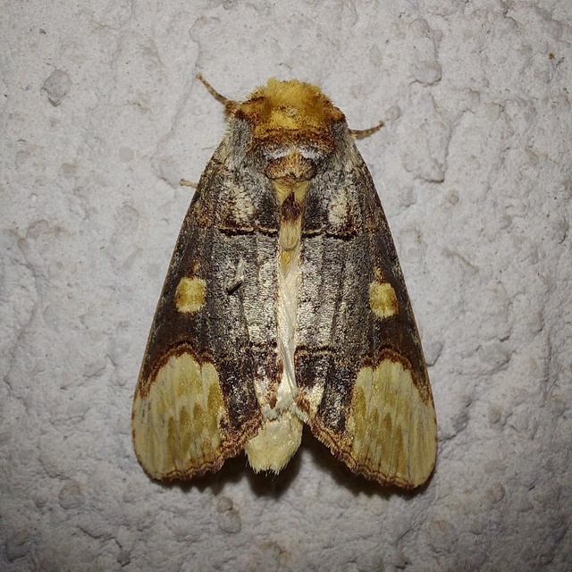 Phalera bucephaloides - magyar púposszövő