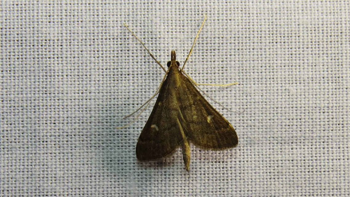 Dolicharthria punctalis - hosszúlábú tűzmoly
