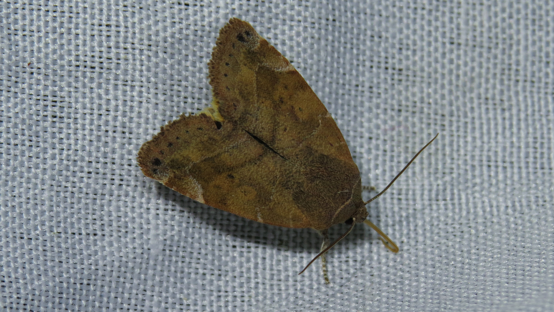 Cosmia affinis - barna lombbagoly