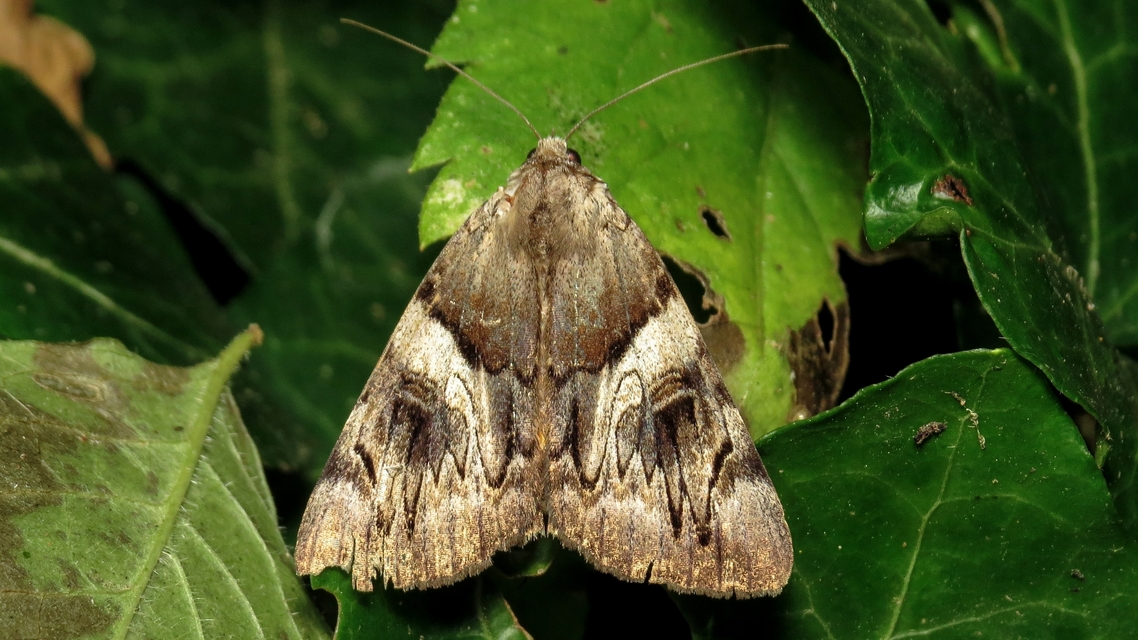 Catocala fulminea - galagonya-övesbagoly
