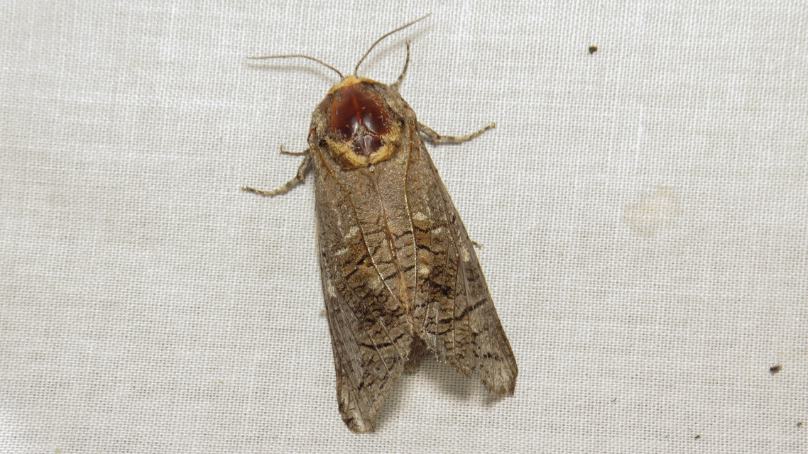 Cossus cossus - fűzfarontólepke