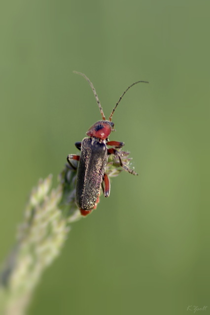 Cantharis rustica - suszterbogár