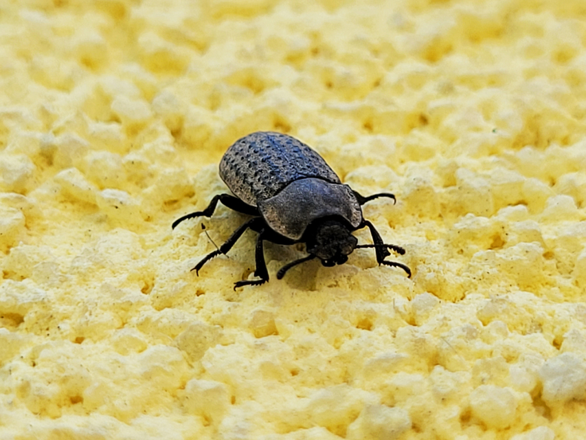 Opatrum sabulosum - sároshátú gyászbogár