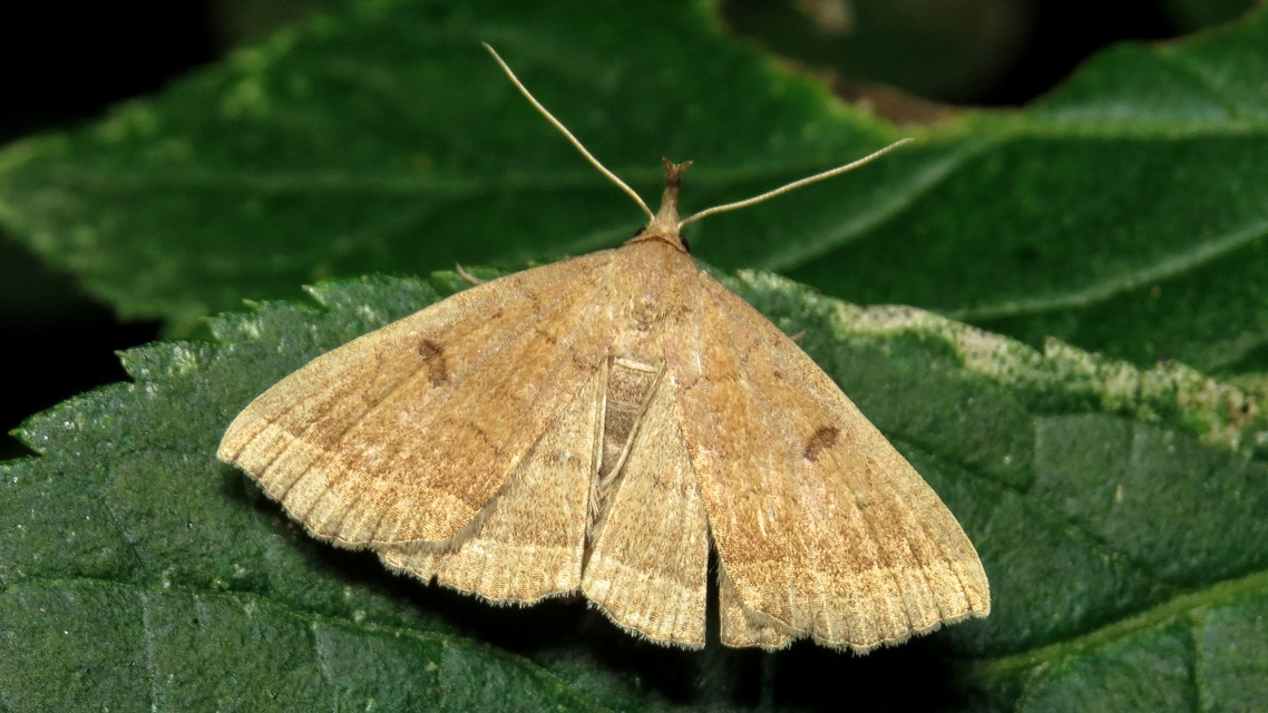 Pechipogo plumigeralis - tollascsápú karcsúbagoly