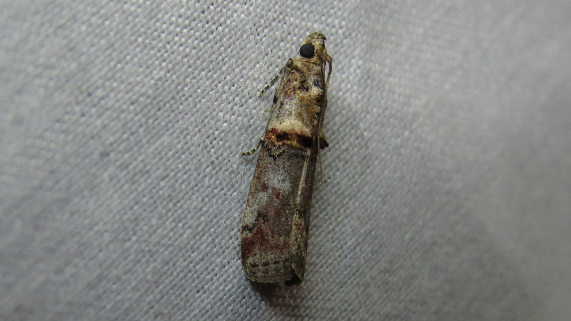 Trachonitis cristella - bokorrágó karcsúmoly