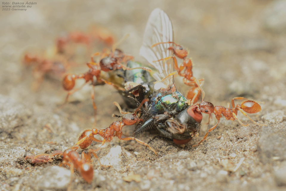 Myrmica rubra - közönséges bütyköshangya