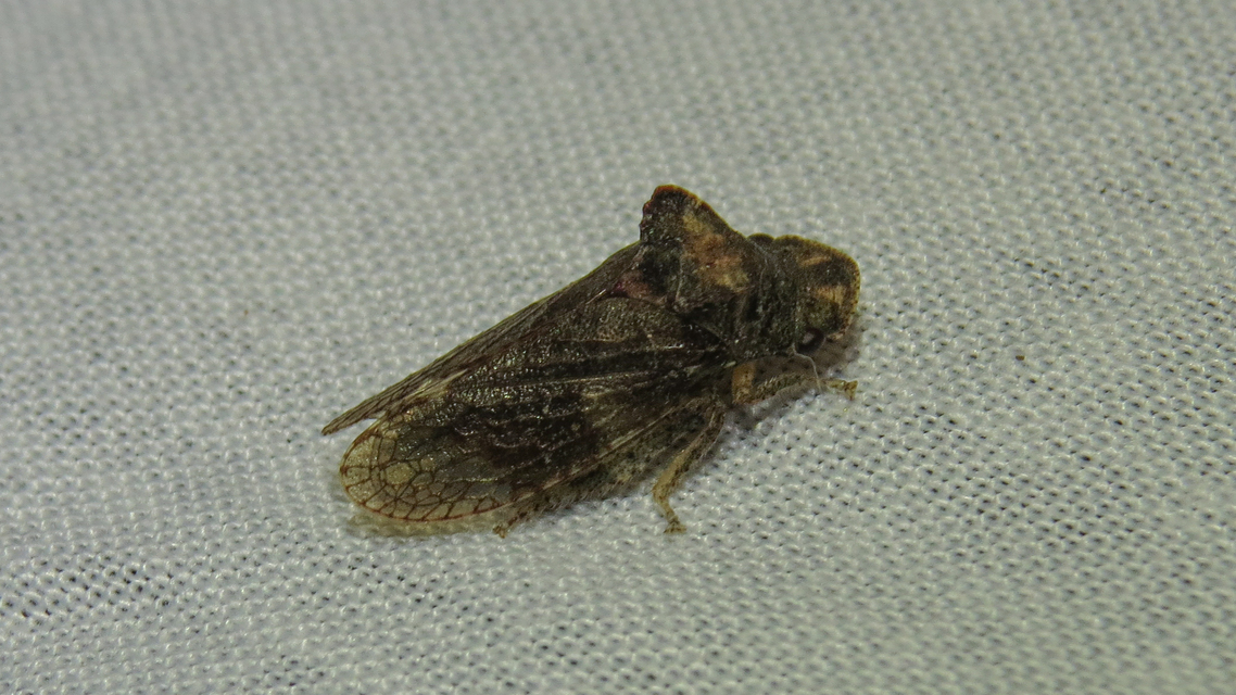 Ledra aurita - füleskabóca