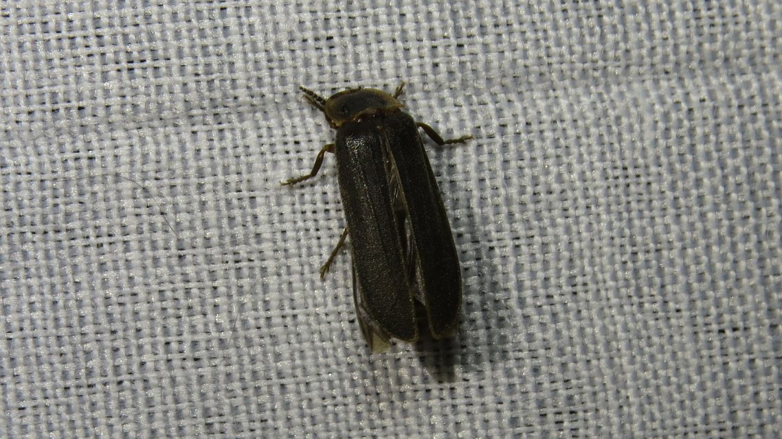 Lampyris noctiluca - nagy szentjánosbogár