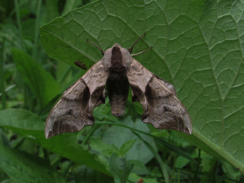 Smerinthus ocellatus - esti pávaszem