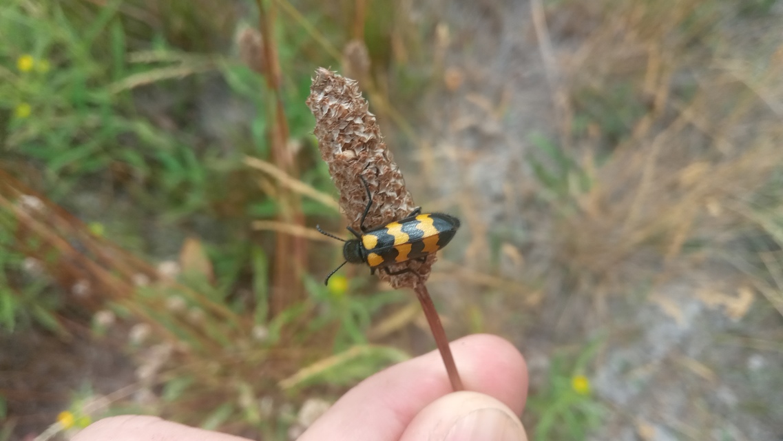 Mylabris variabilis - szalagos hólyaghúzó Mylabris variabilis - szalagos hólyaghúzó