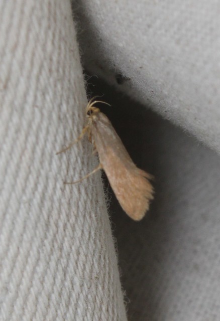 Crassa tinctella/unitella