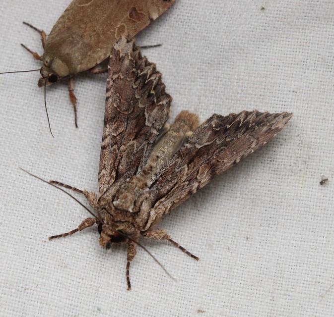 Apamea monoglypha - nagy dudvabagoly