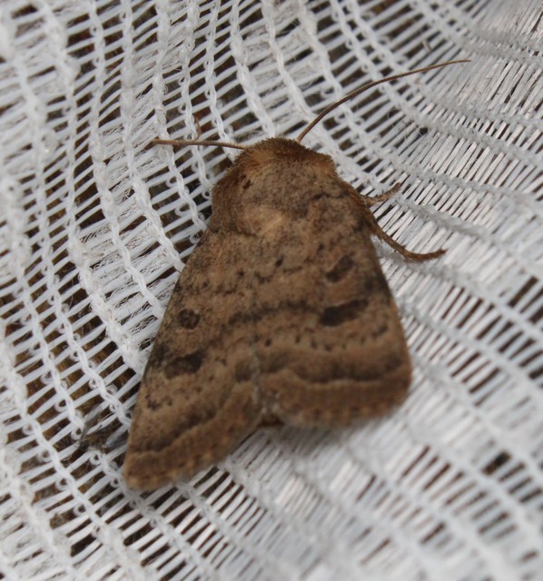 Hoplodrina octogenaria - barna selymesbagoly