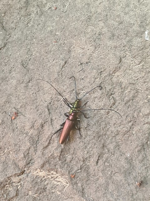 Aromia moschata - pézsmacincér