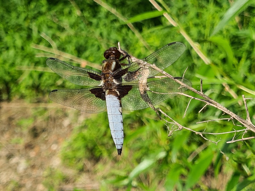 Libellula depressa - széles laposacsa