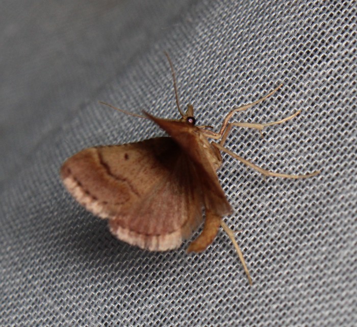 Stemmatophora honestalis - karsztlakó fényilonca