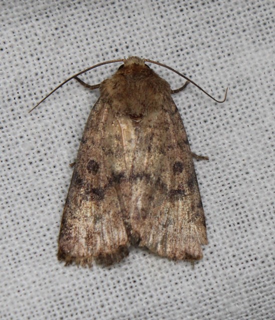 Hoplodrina octogenaria - barna selymesbagoly