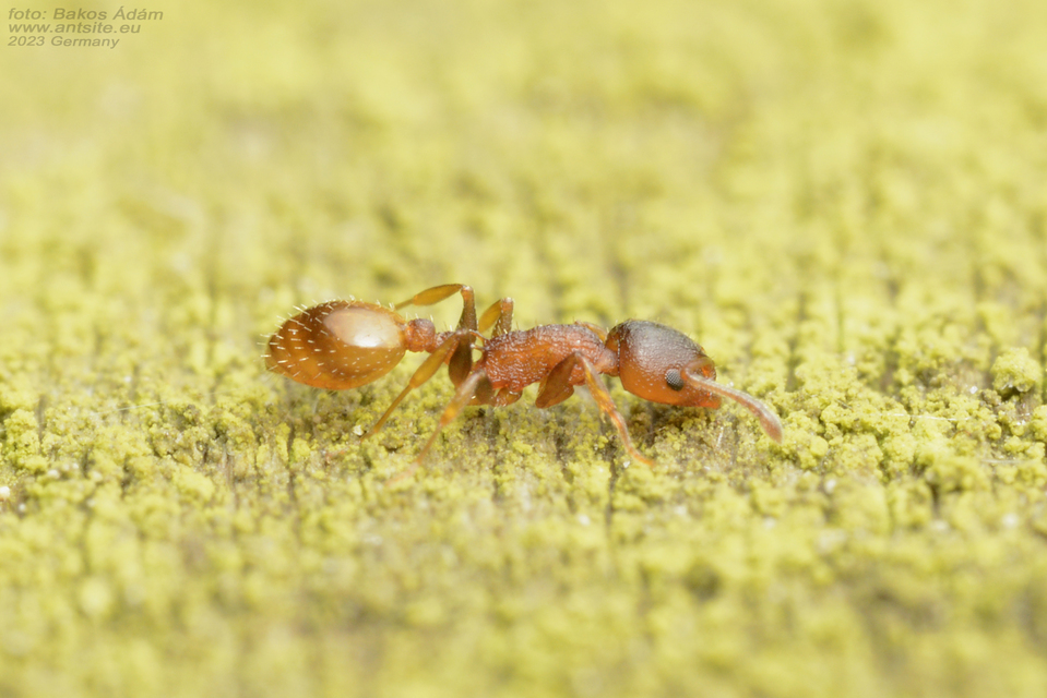 Temnothorax affinis - erdei kéreghangya