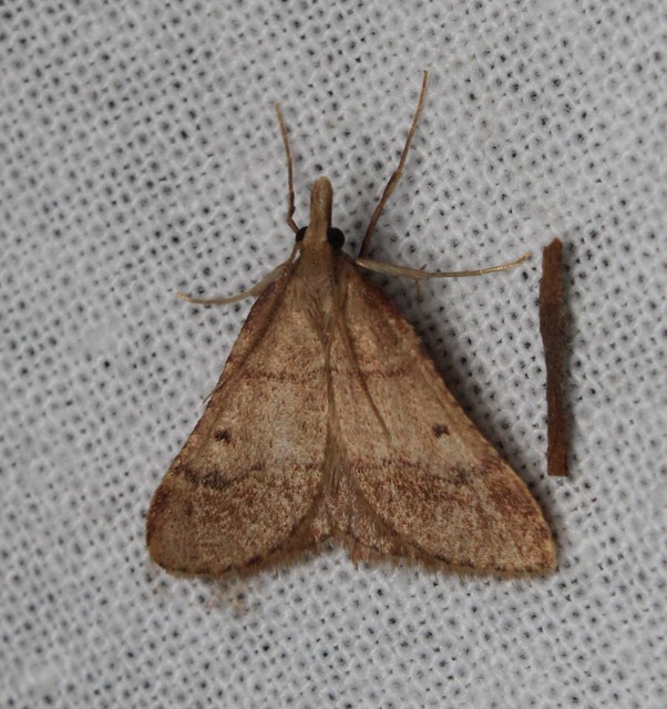 Stemmatophora honestalis - karsztlakó fényilonca