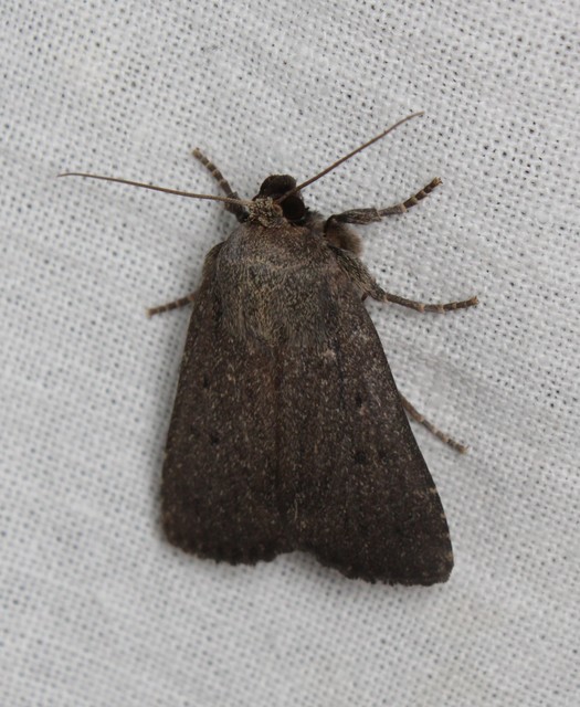 Amphipyra tragopoginis - bakszakállbagoly