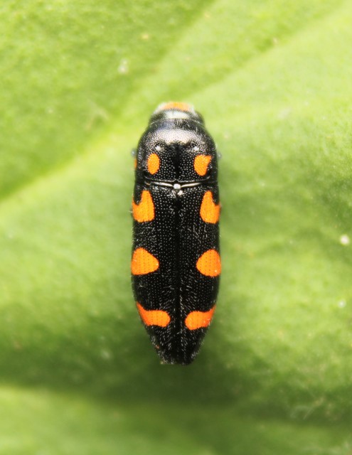Ptosima undecimmaculata - sárgafoltos díszbogár