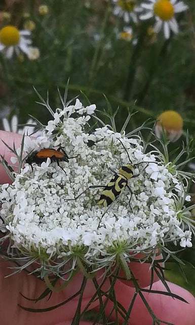Chlorophorus varius - díszes darázscincér
