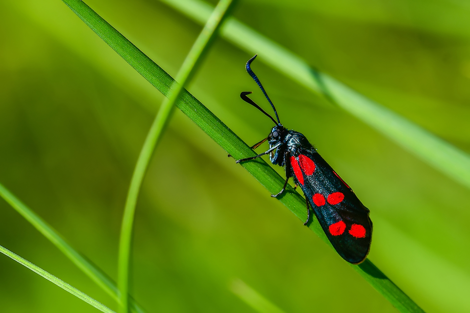 Zygaena