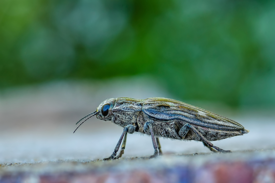 Chalcophora mariana - nagy fenyvesdíszbogár
