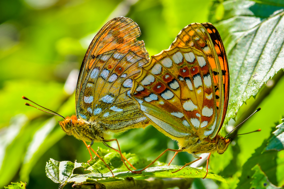 Argynnis adippe - ezüstös gyöngyházlepke