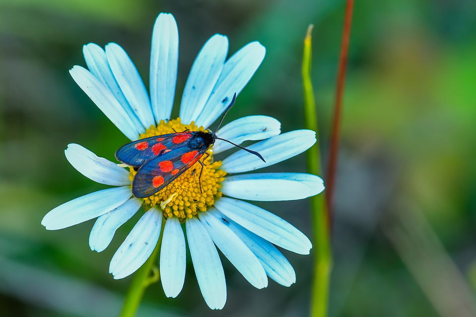 Zygaena