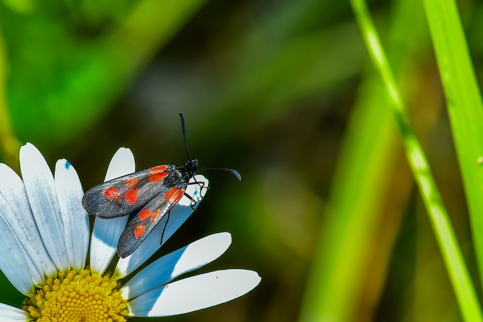 Zygaena