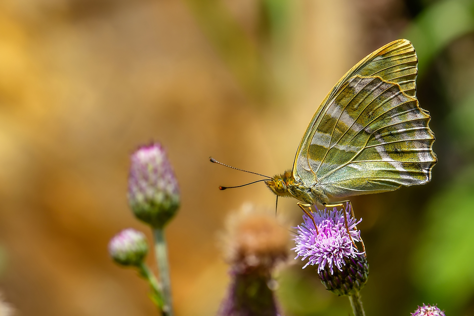 Argynnis paphia - nagy gyöngyházlepke