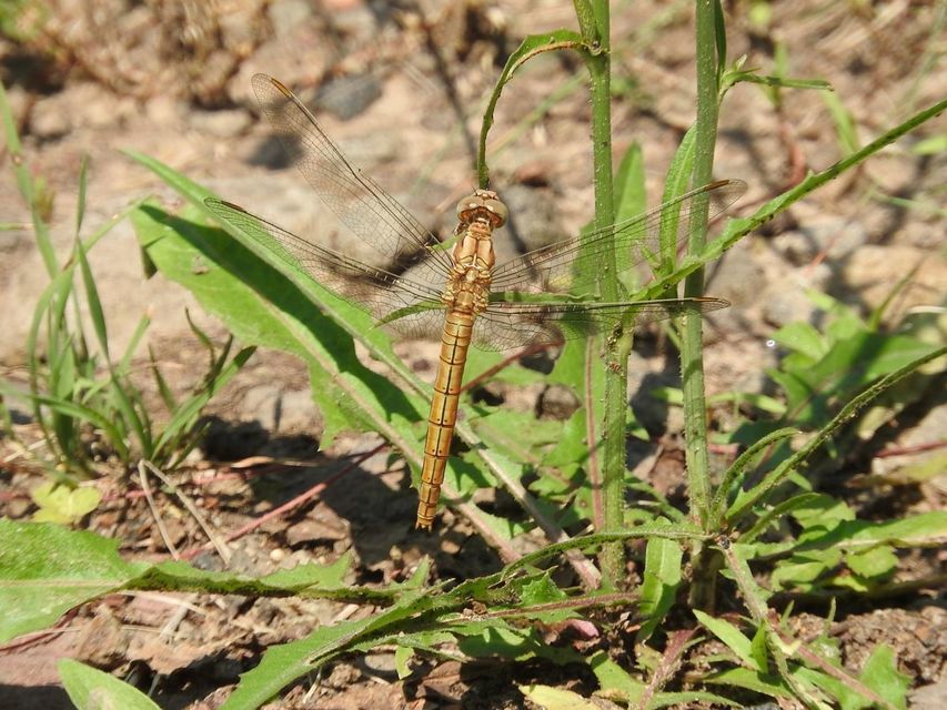 Orthetrum brunneum - pataki pásztorszitakötő