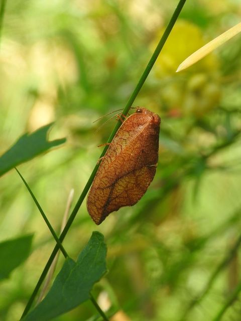 Drepanepteryx phalaenoides