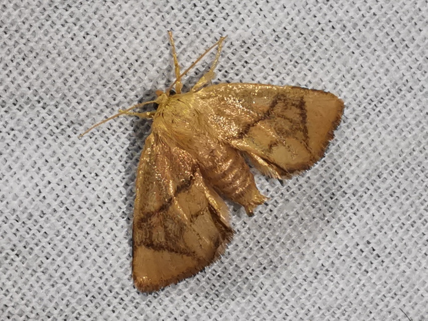 Apoda limacodes - kagylólepke