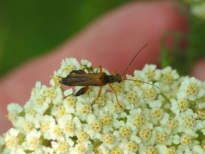 Oedemera podagrariae - székfű-álcincér