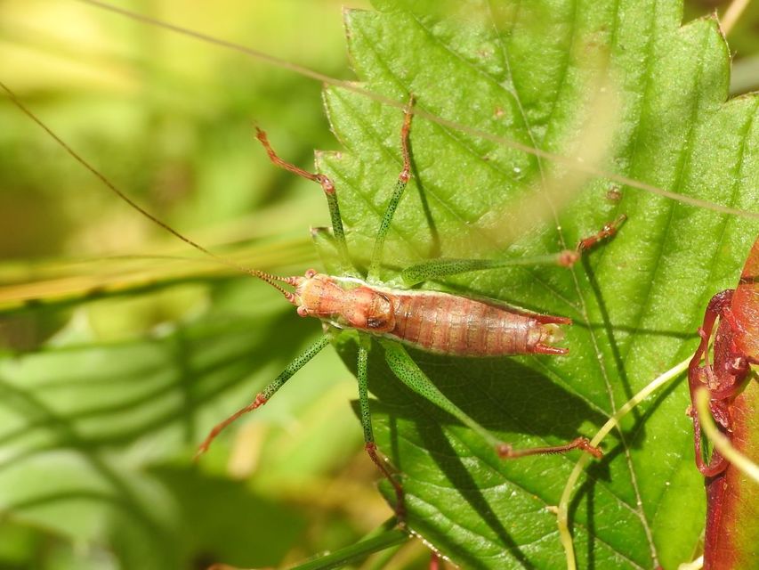 Leptophyes albovittata - közönséges virágszöcske