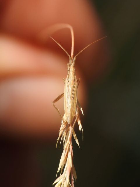 Stenodema