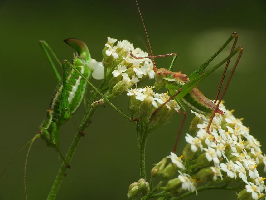Leptophyes albovittata - közönséges virágszöcske